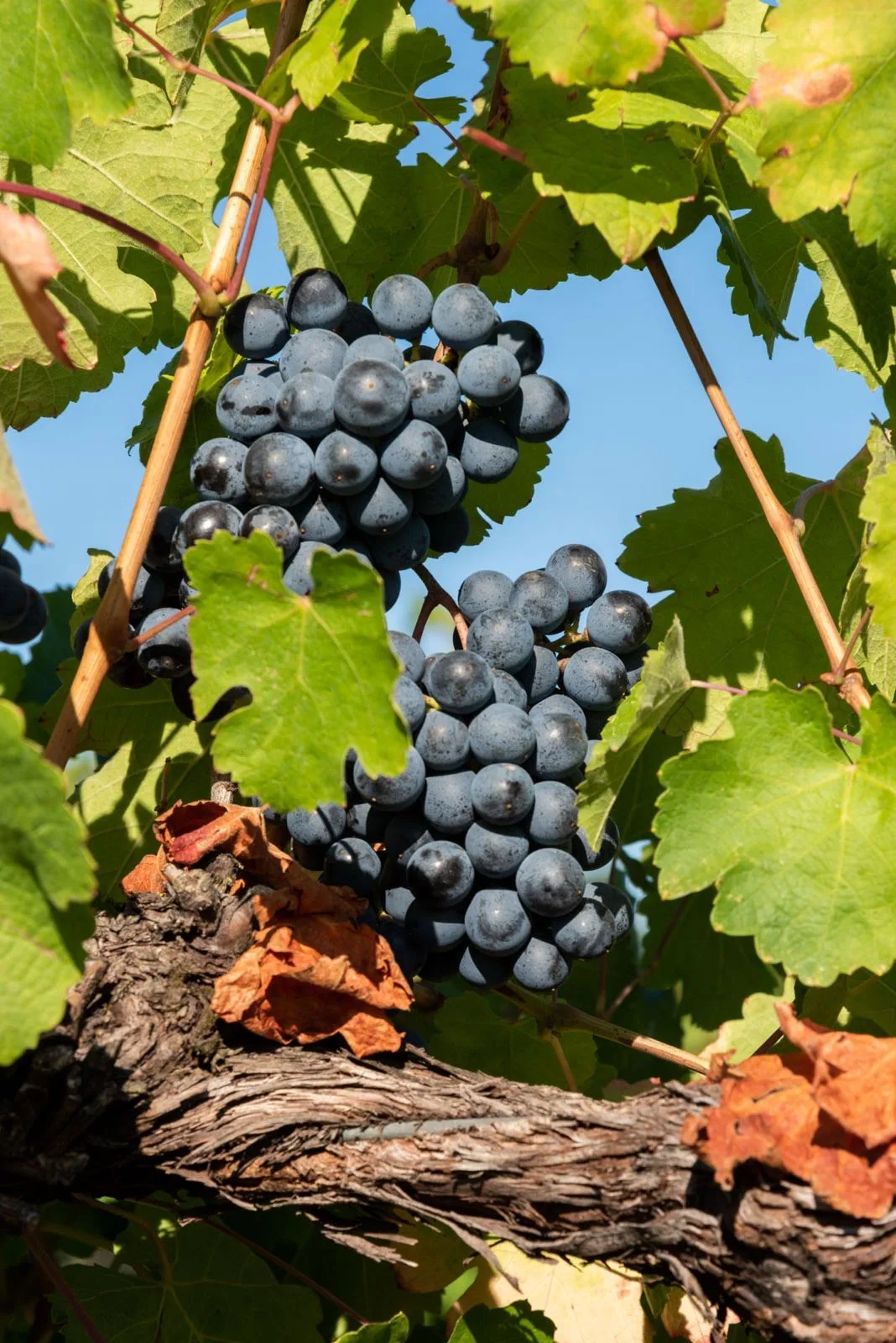 Lambrusco Grasparossa