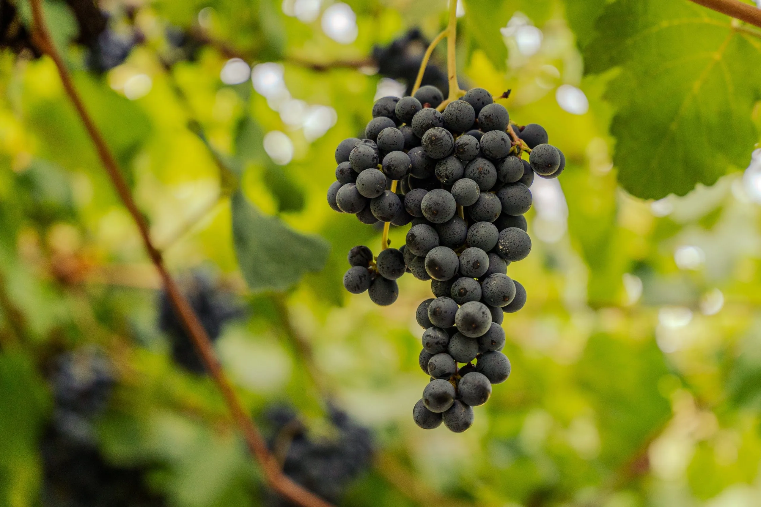Lambrusco Grasparossa