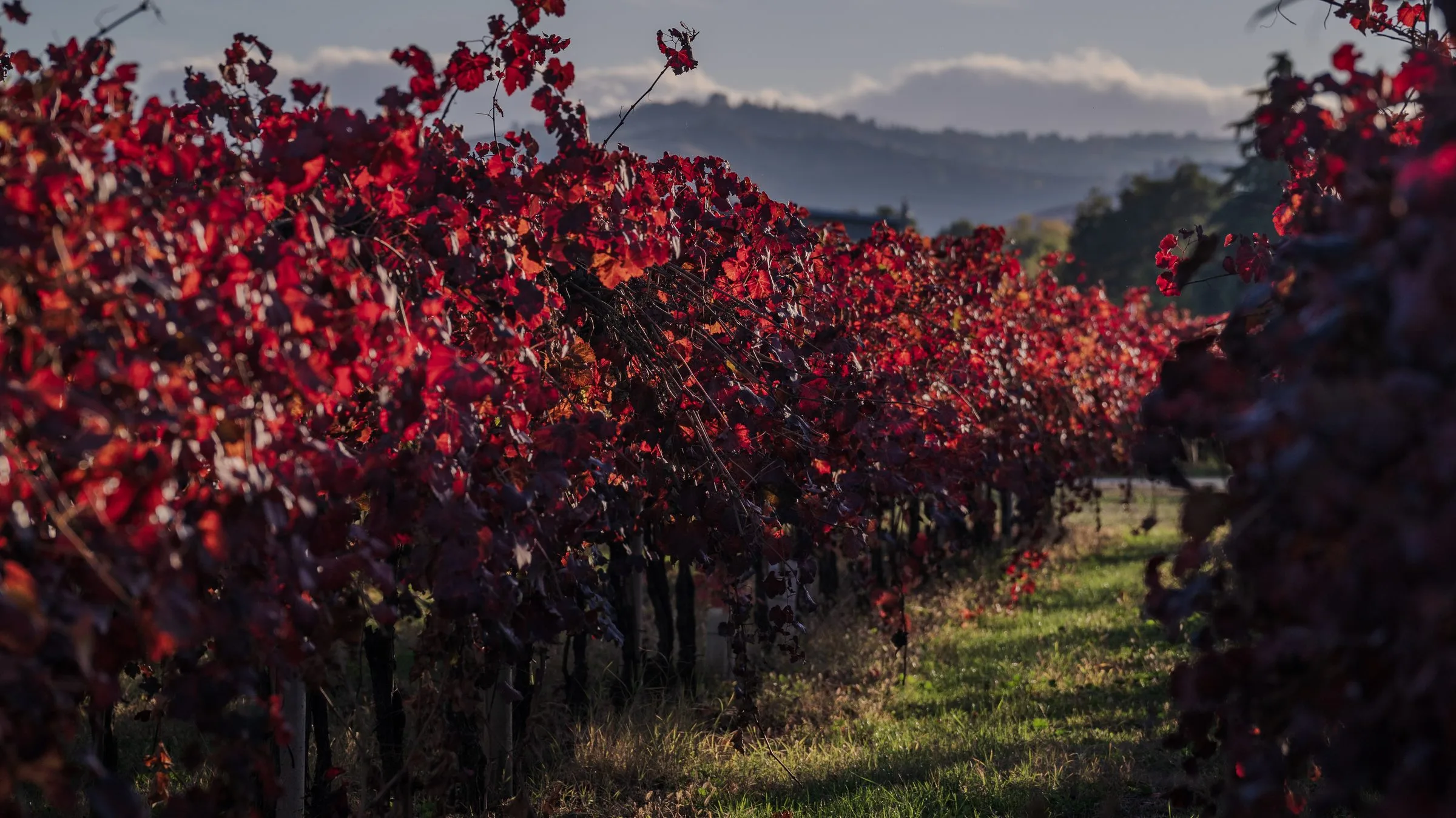 Tenuta Cialdini