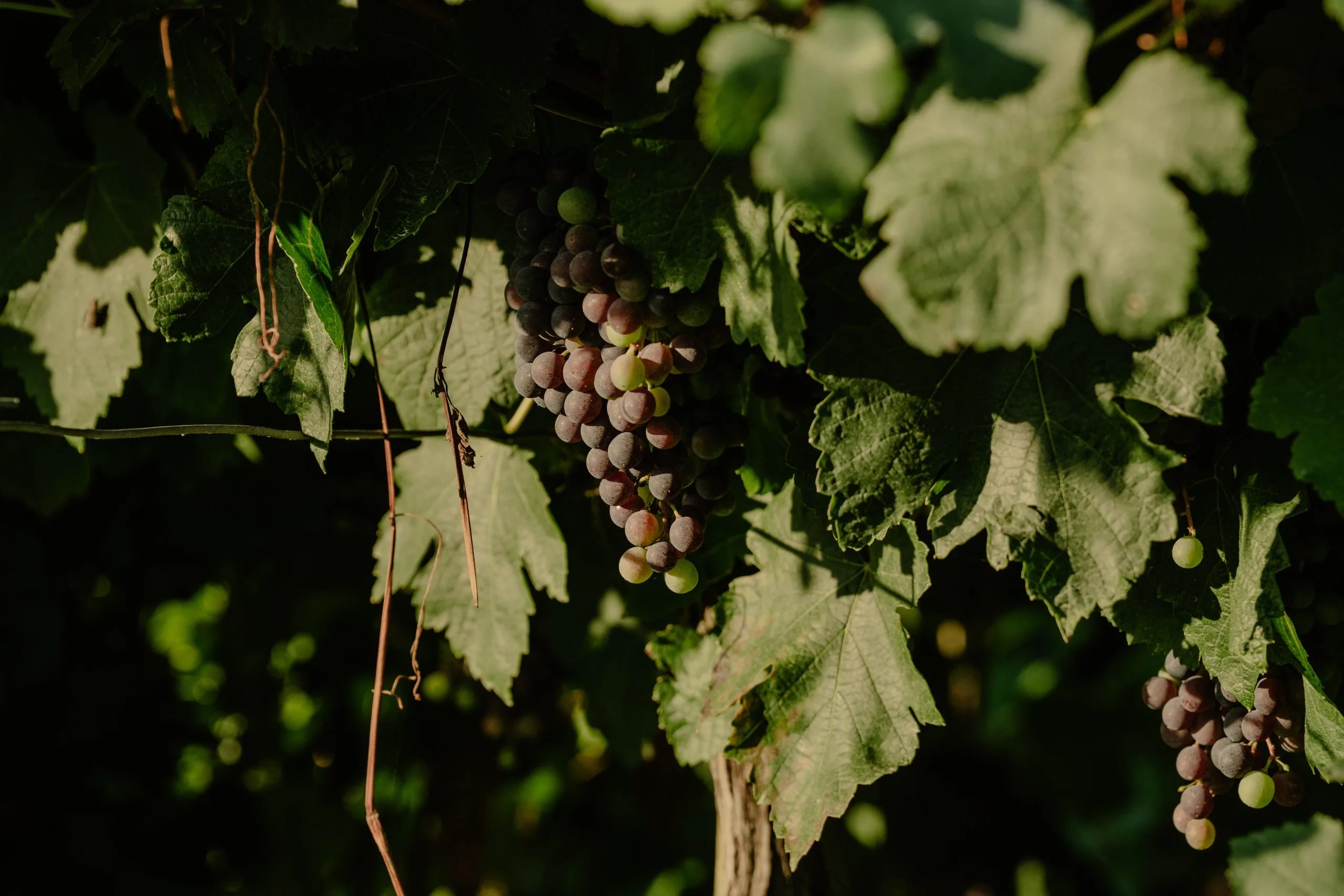 Lambrusco di Sorbara