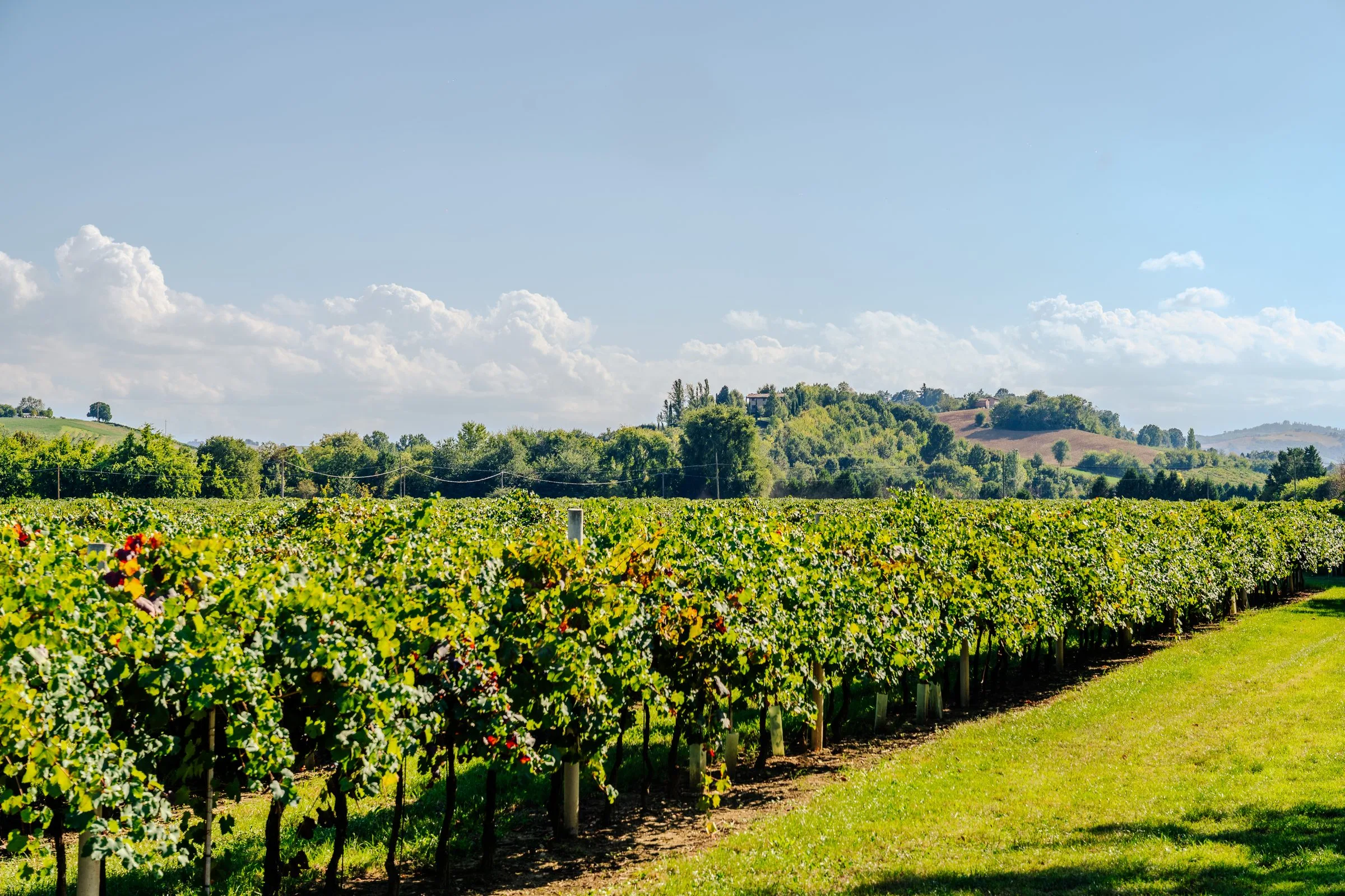 Tour dei Vigneti